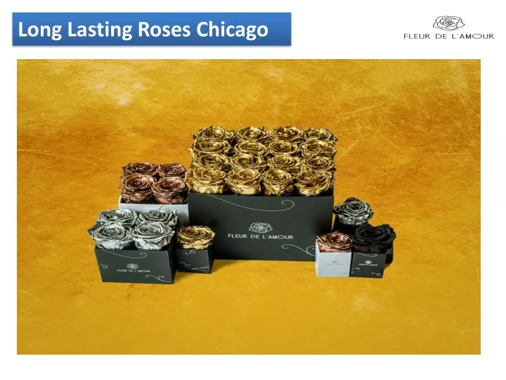 long l asting roses chicago