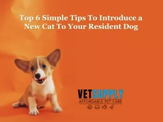 top 6 simple tips to introduce a new cat to your resident dog