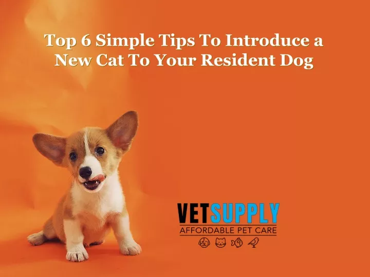 top 6 simple tips to introduce a new cat to your resident dog