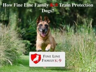 How Fine Line Family K-9 Train Protection Dogs?