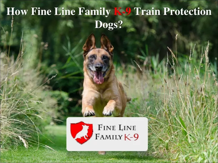how fine line family k 9 train protection dogs
