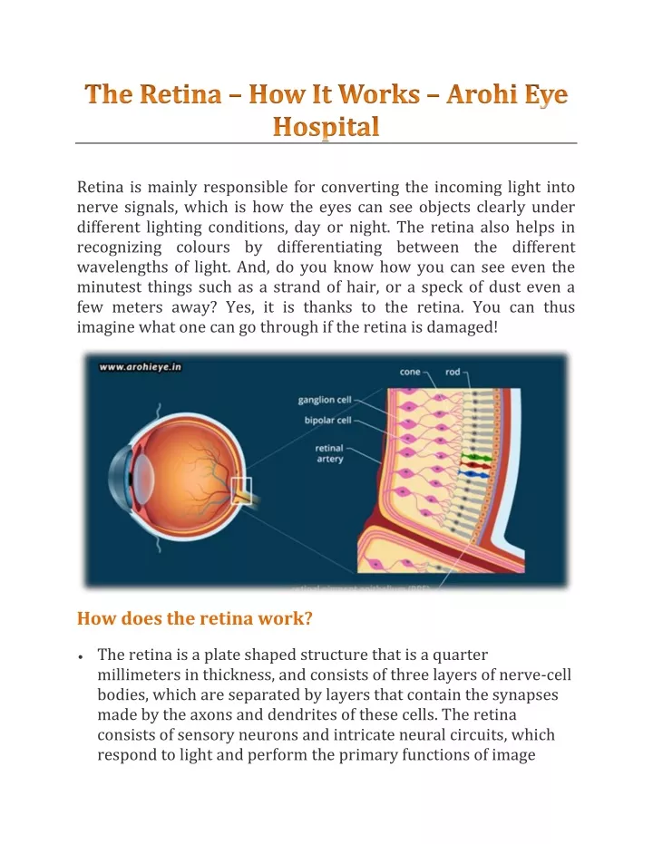 retina is mainly responsible for converting