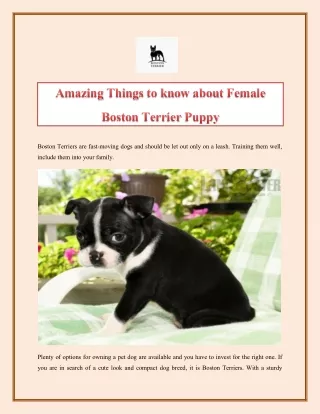 Amazing Things to know about Female Boston Terrier Puppy