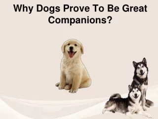 Why Dogs Prove To Be Great Companions?