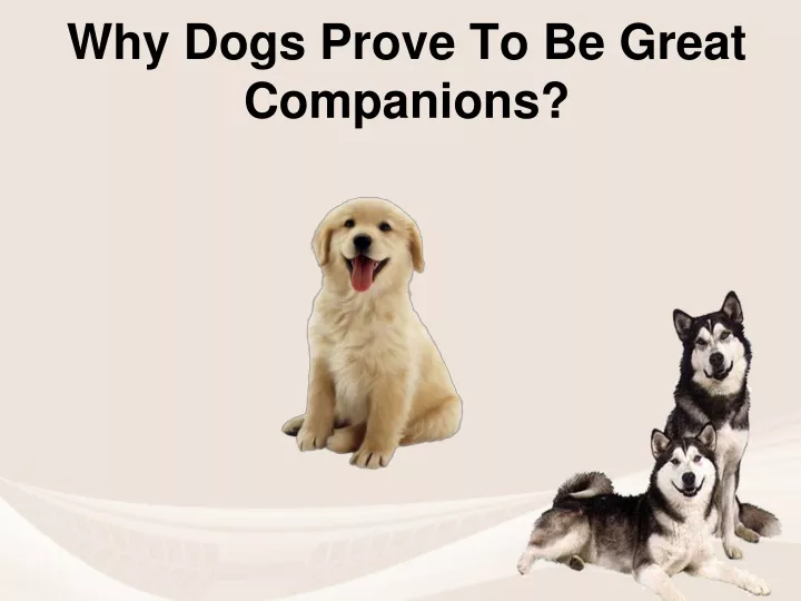 why dogs prove to be great companions