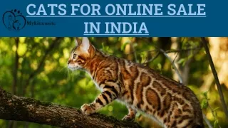 Cats For Sale Online in Delhi | Cats For Sale Online in Bangalore