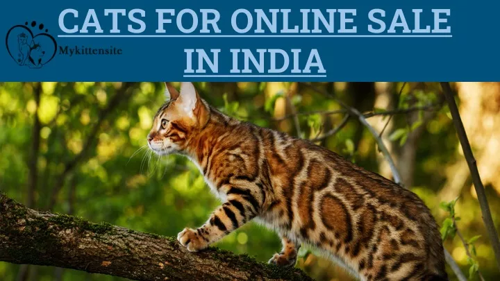 cats for online sale in india