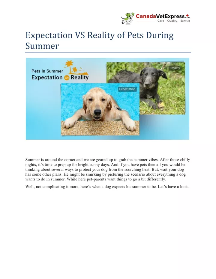 expectation vs reality of pets during summer