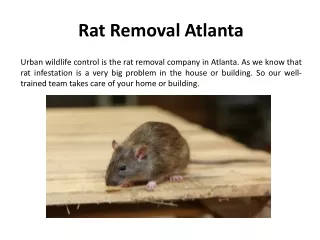 rat removal atlanta