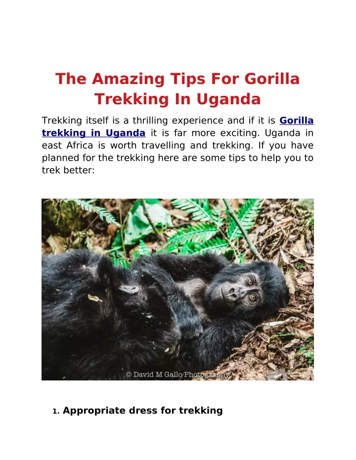 the amazing tips for gorilla trekking in uganda