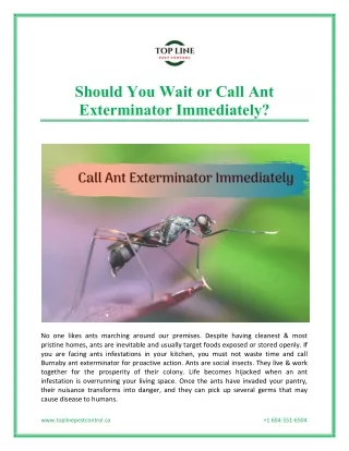 Should You Wait or Call Ant Exterminator Immediately