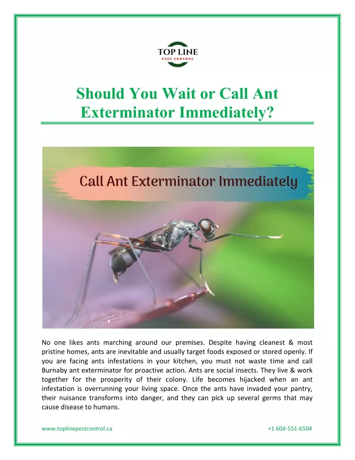 should you wait or call ant exterminator