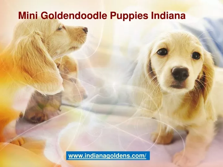 mini goldendoodle puppies indiana