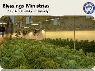 San Francisco cannabis recreational dispensary