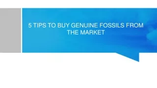 5 tips to buy genuine fossils from the market