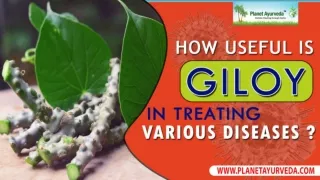 How Useful is Giloy in Treating Various Diseases?-Ayurveda