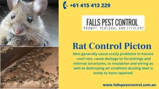 Specialist Rat Control Picton - Falls Pest Control