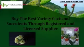 Buy The Best Variety Cacti and Succulents Through Registered and Licensed Supplies