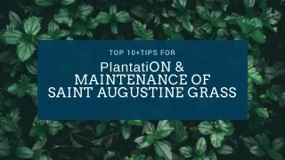 Top 10 Tips for Plantation and Maintenance of Saint Augustine Grass!