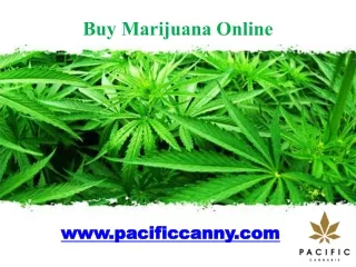 Buy Marijuana Online -www.pacificcanny.com