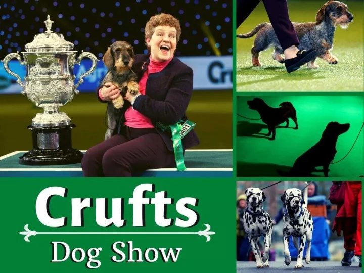 crufts dog show