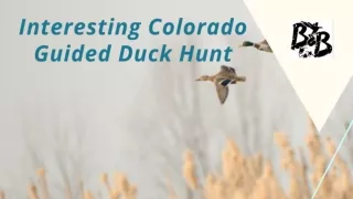 Make Your Colorado Guided Duck Hunt Experience Unforgettable
