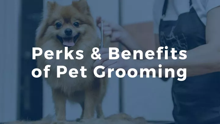 perks benefits of pet grooming