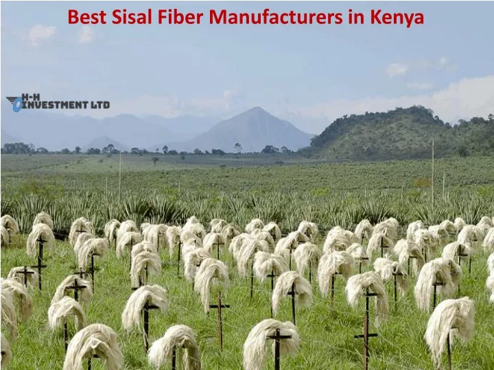 best sisal fiber manufacturers in kenya