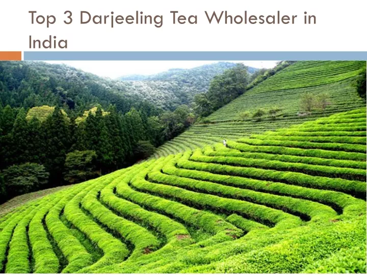 top 3 darjeeling tea wholesaler in india