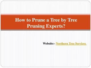 How to Prune a Tree by Tree Pruning Experts? - Northern Tree Services