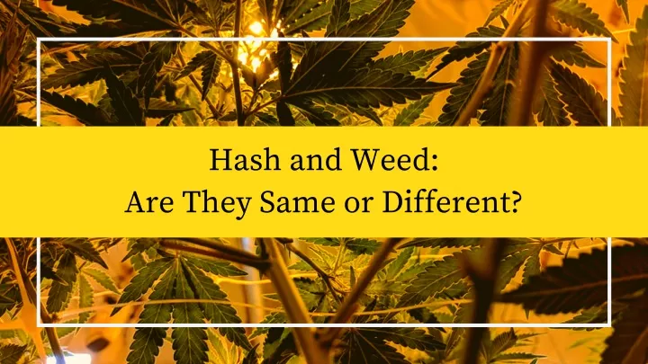 hash and weed are they same or different