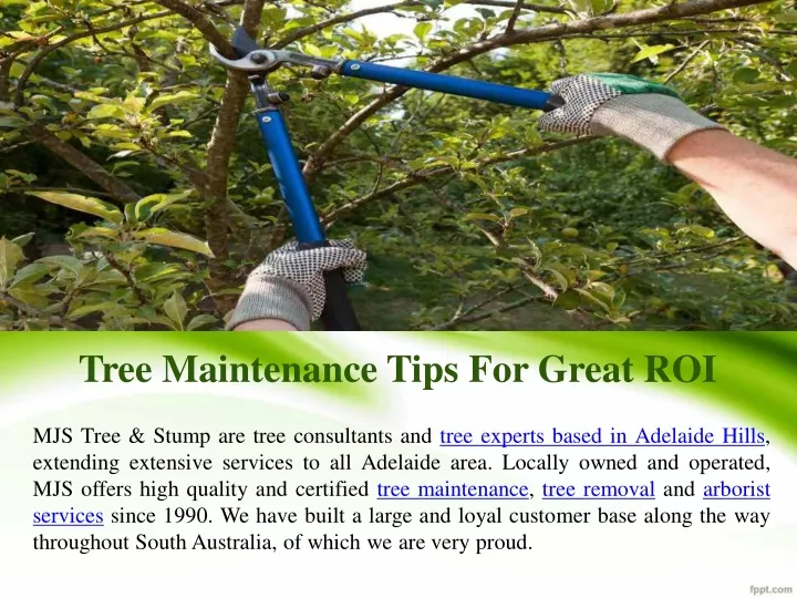 tree maintenance tips for great roi