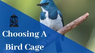 Choosing A Bird's Cage