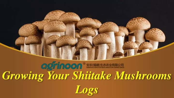 growing your shiitake mushrooms logs