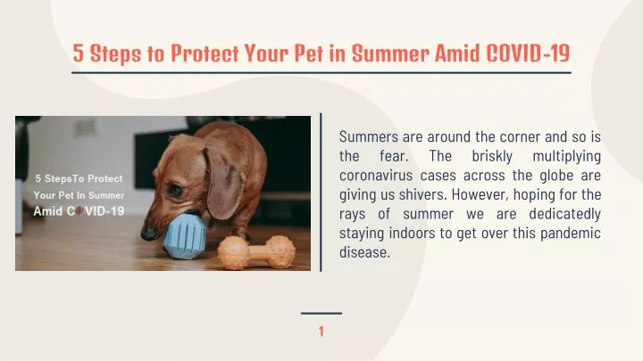 5 steps to protect your pet in summer amid covid