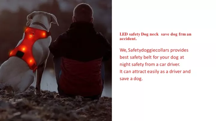 led safety dog neck save dog frm an