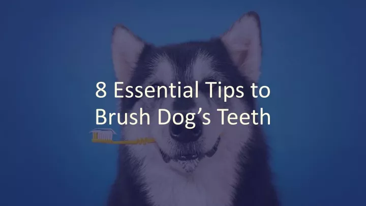 8 essential tips to brush dog s teeth