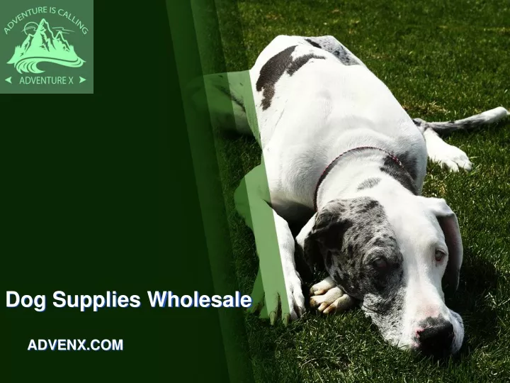 dog supplies wholesale