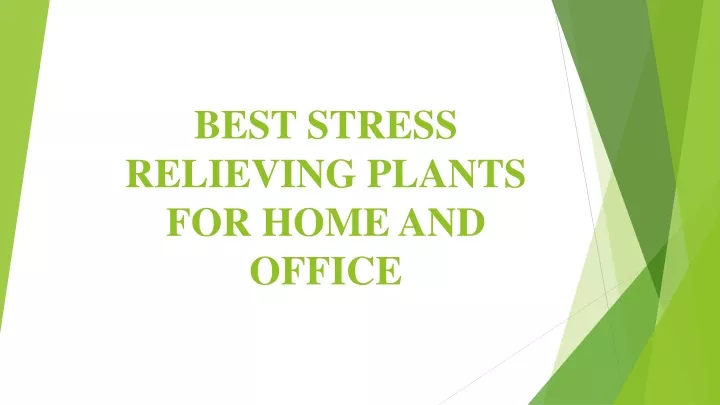 best stress relieving plants for home and office