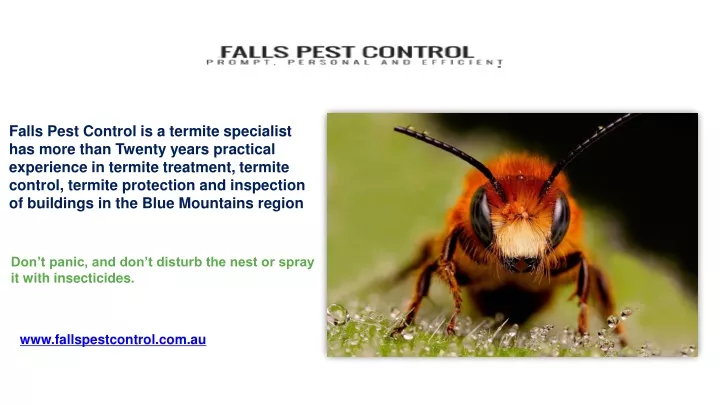 falls pest control is a termite specialist
