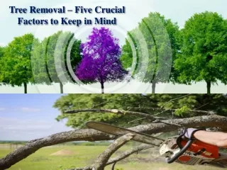 Tree Removal – Five Crucial Factors to Keep in Mind