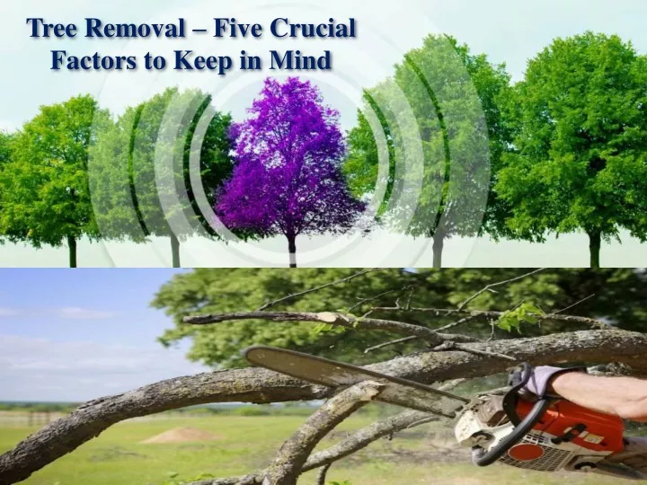 tree removal five crucial factors to keep in mind