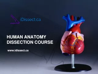 Human Anatomy Dissection Course - Contact IDISSECT