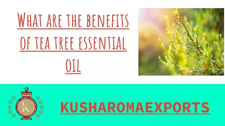 what are the benefits of tea tree essential oil