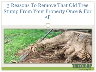 3 reasons to remove that old tree stump from your property once for all