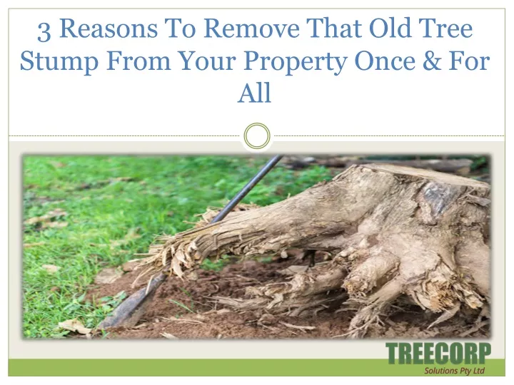 3 reasons to remove that old tree stump from your property once for all