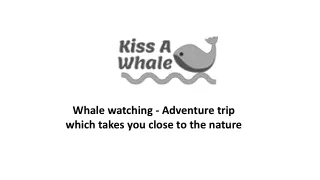 Whale watching - Adventure trip which takes you close to the nature