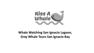 Whale Watching San Ignacio Lagoon, Gray Whale Tours San Ignacio Bay