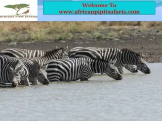 Safari Trips in Kenya