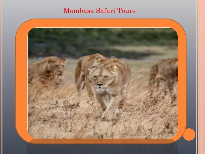 mombasa safari tours